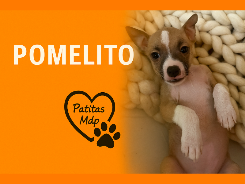 Pomelito
