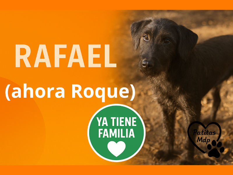 Roque