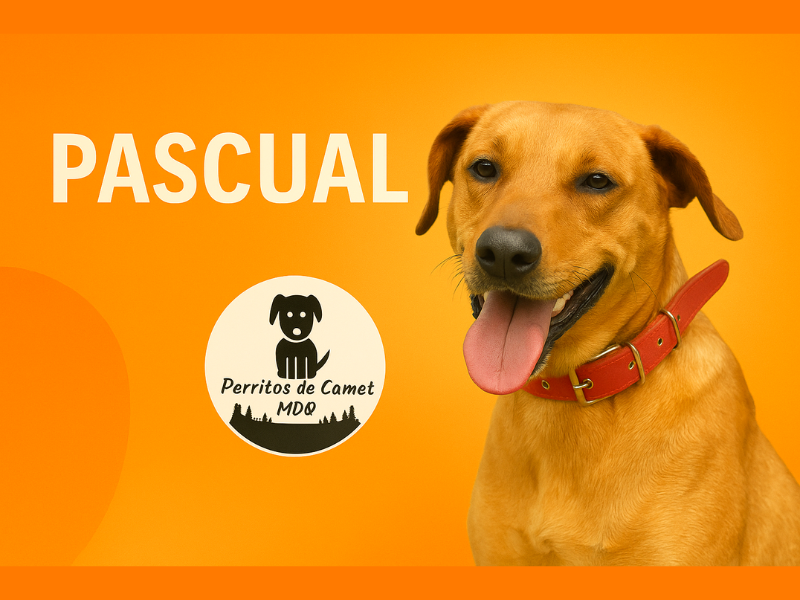 Pascual