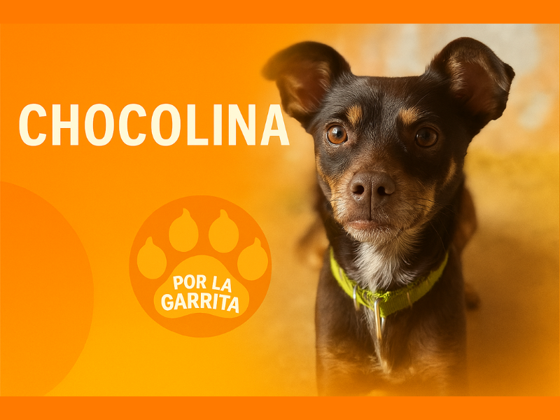 Chocolina