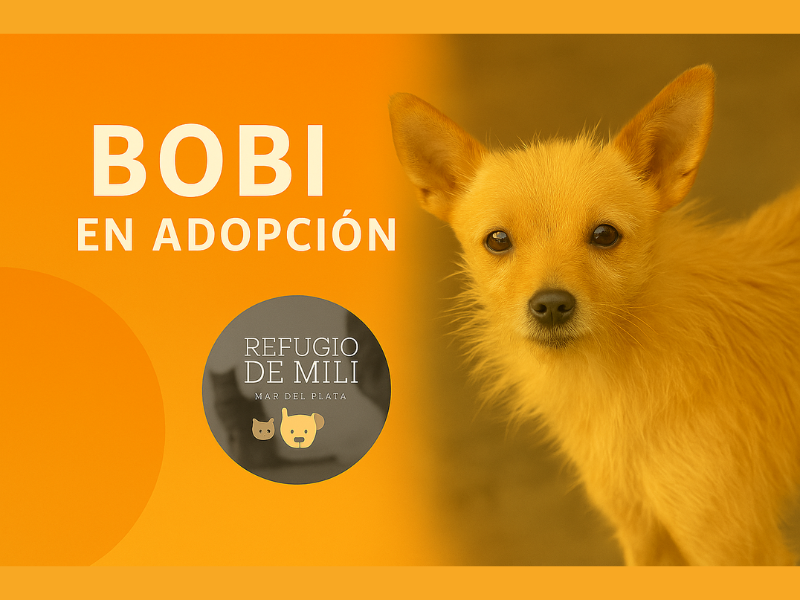 Bobi