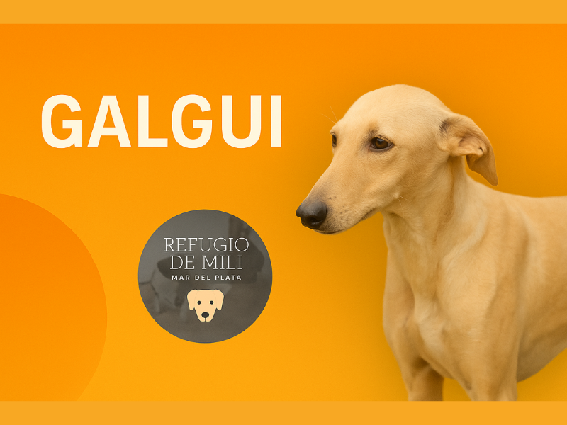 Galgui