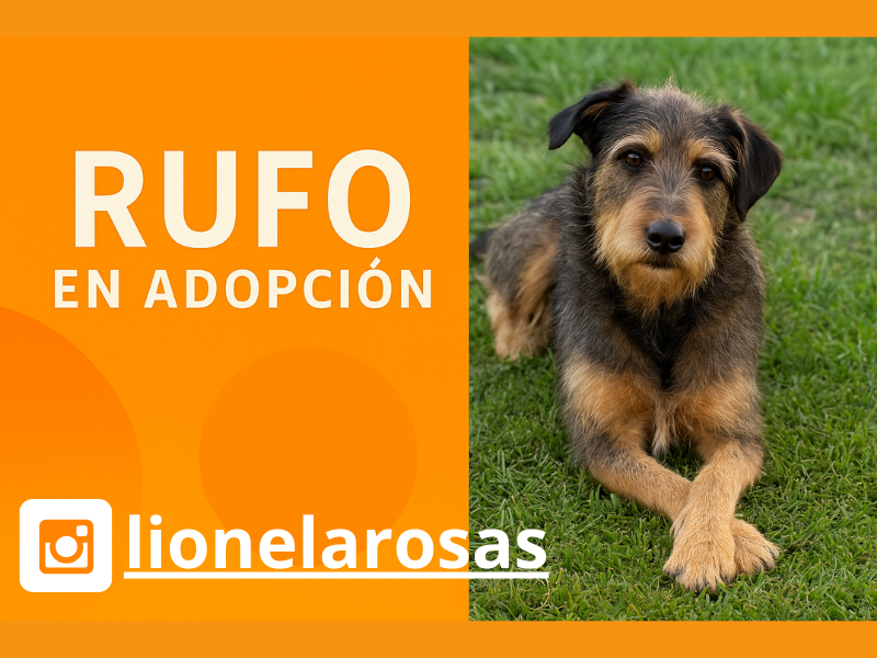 Rufo