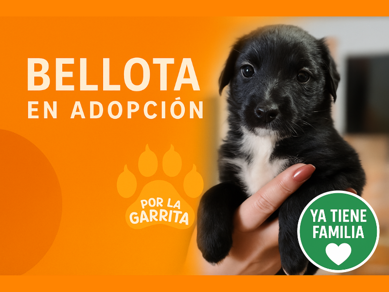 Bellota