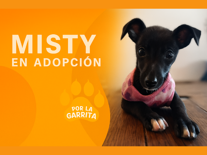Misty