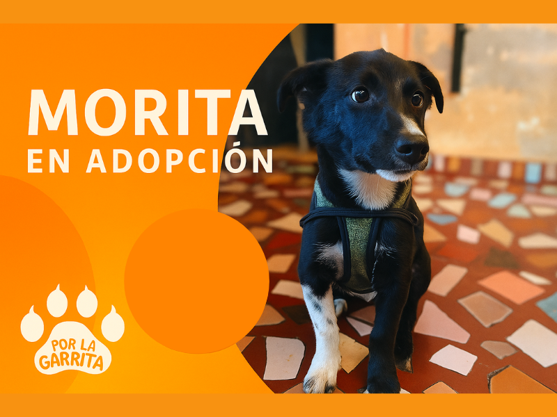 Morita