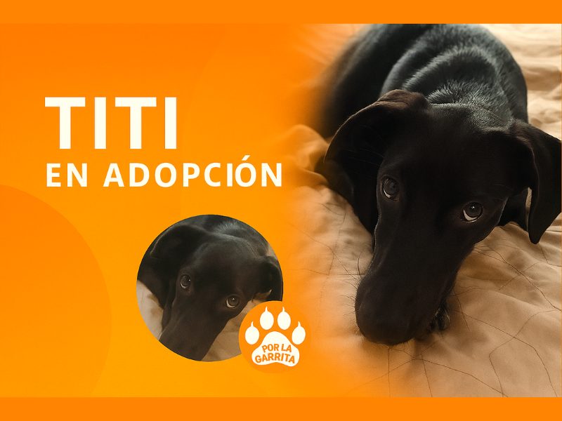 Titi