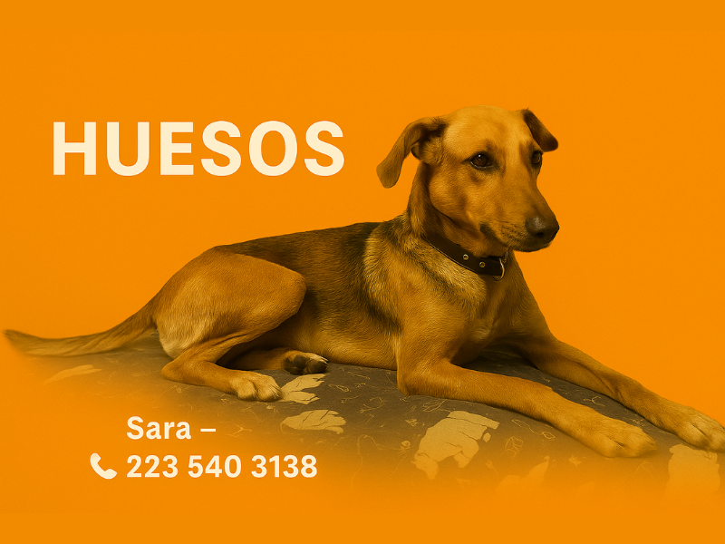 Huesos