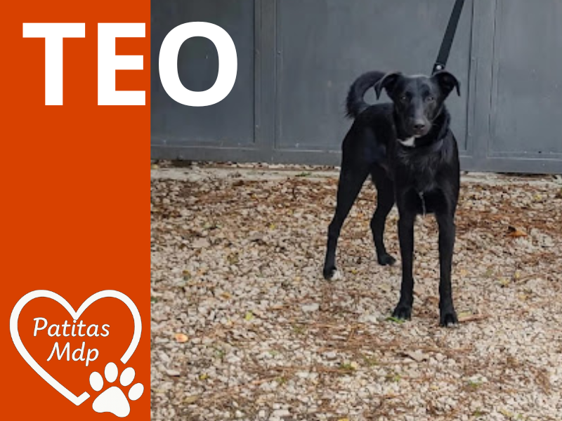 Teo