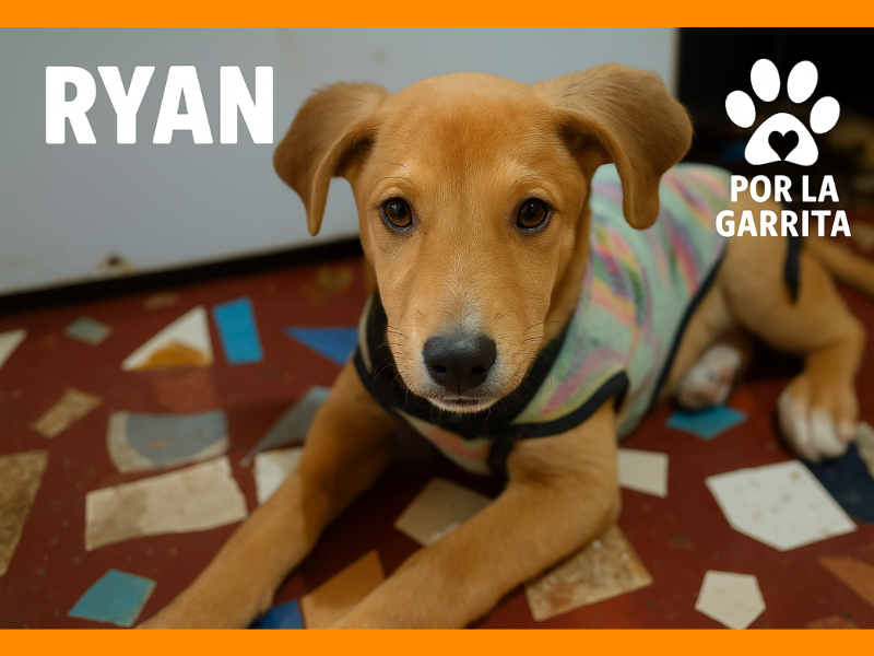 Ryan
