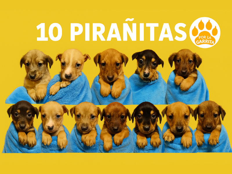 Pirañitas en adopción