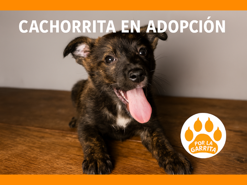 Cachorrita