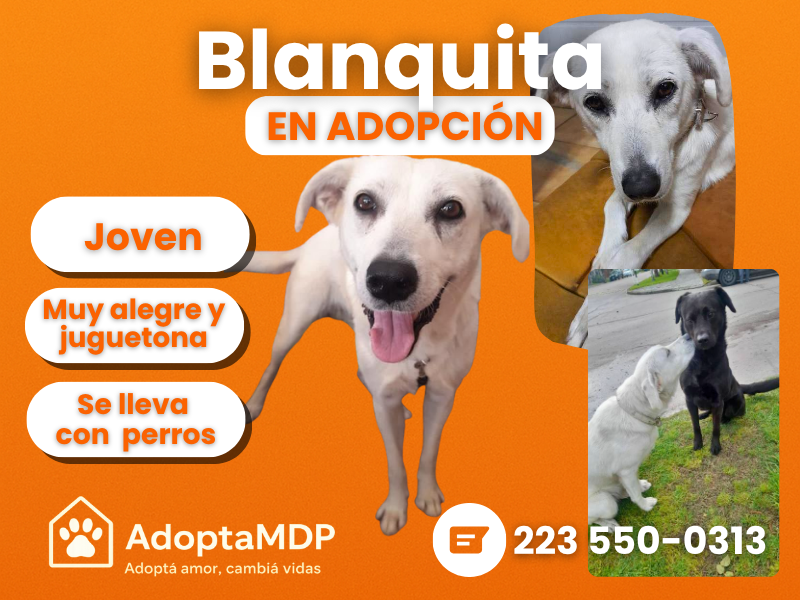 🐾 BLANQUITA – EN ADOPCIÓN O BÚSQUEDA DE SU FAMILIA