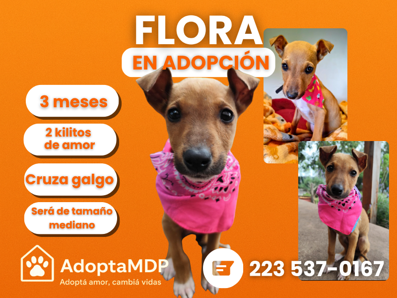 🌸 FLORA BUSCA UNA FAMILIA PARA TODA LA VIDA 🐾