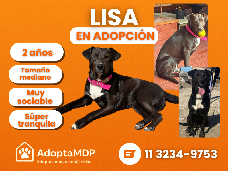 Lisa – En adopción responsable en Mar del Plata