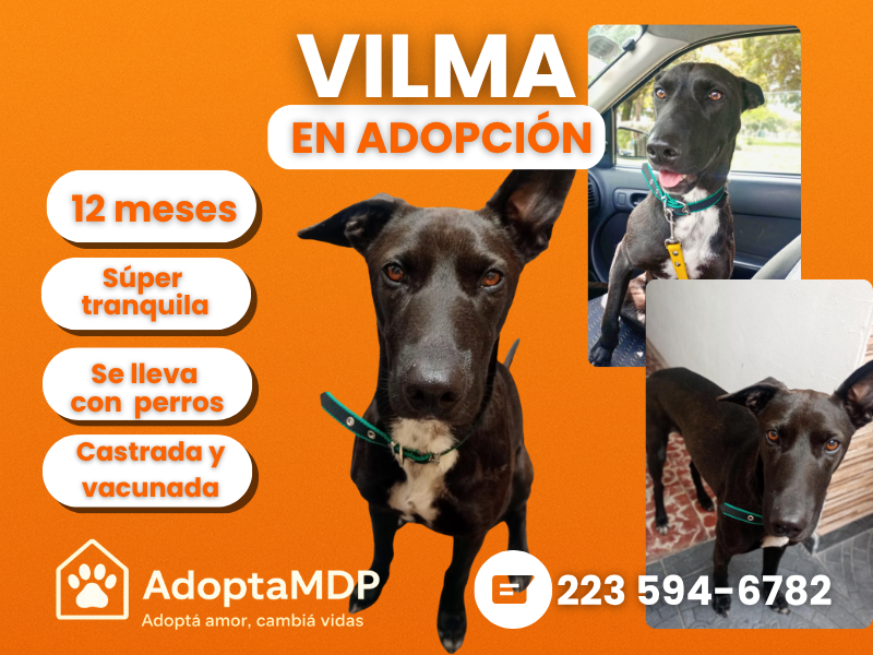 🐾 VILMA – EN ADOPCIÓN RESPONSABLE