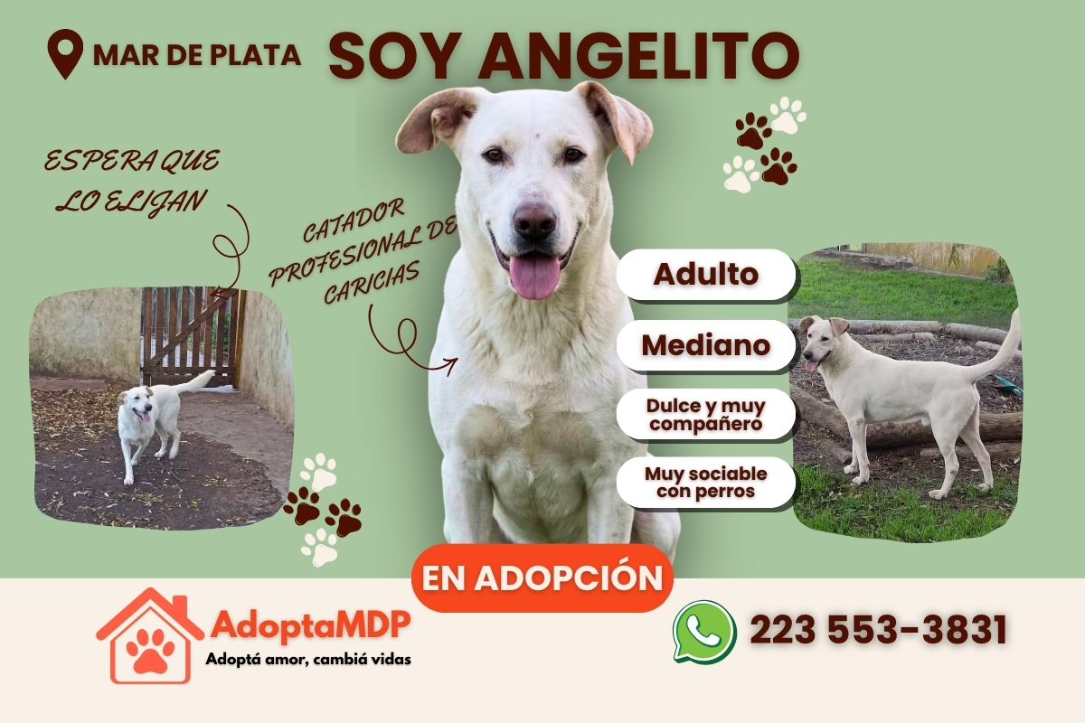 Angelito: El sobreviviente que hoy busca un milagro llamado familia