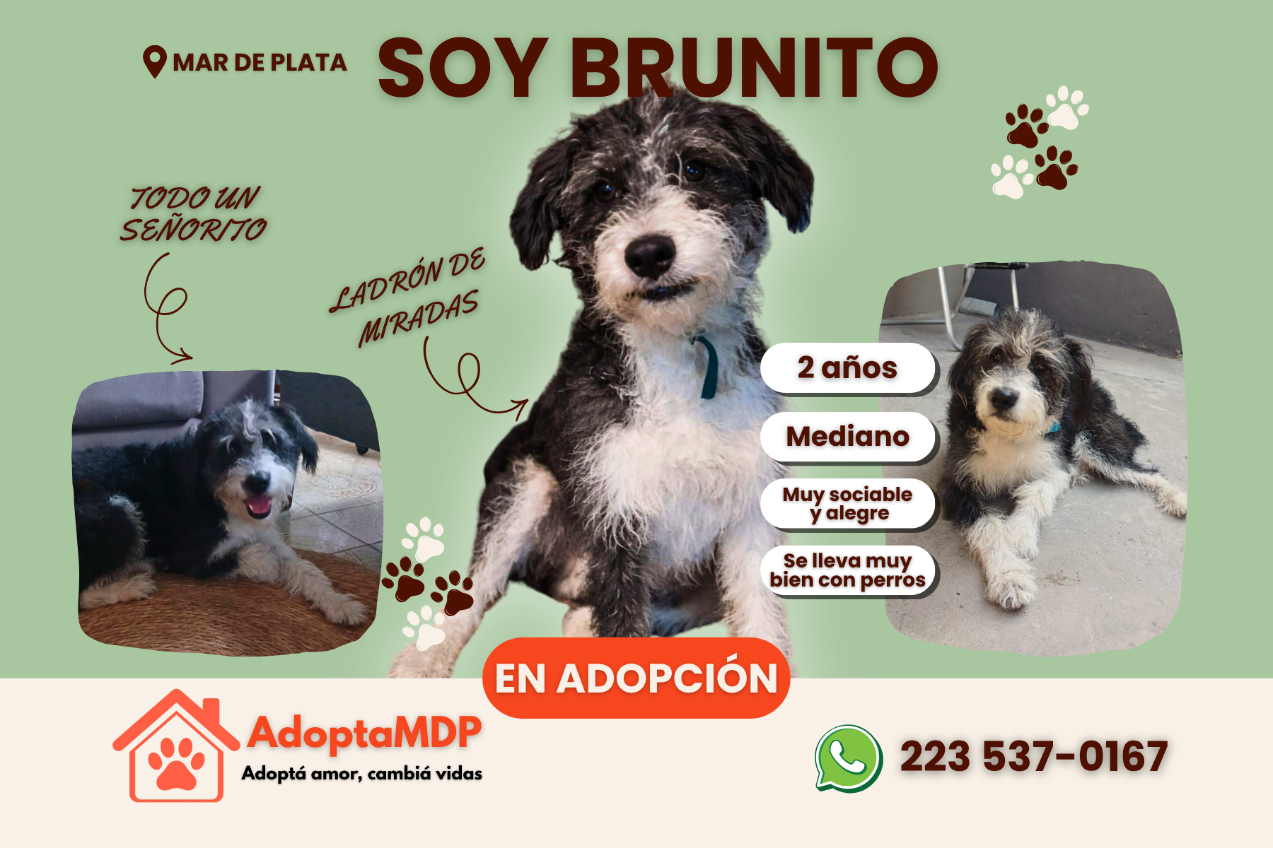 Brunito: El barbuchito que elige ser feliz a pesar de todo