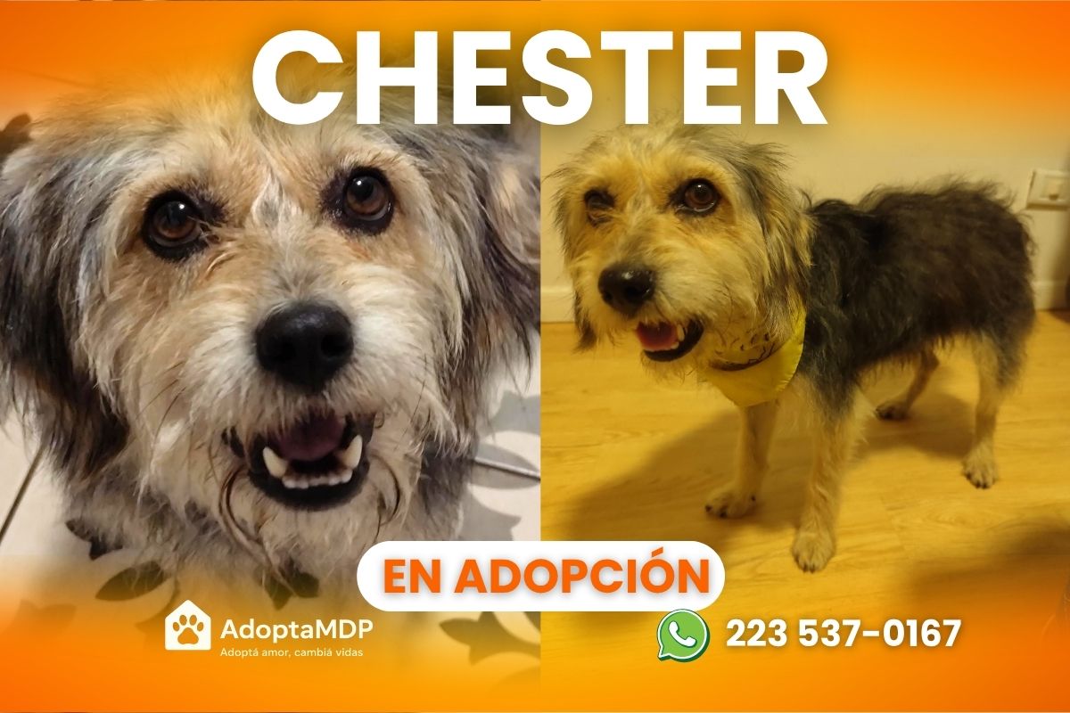 Chester: El barbuchito más cariñoso de Mar del Plata busca hogar