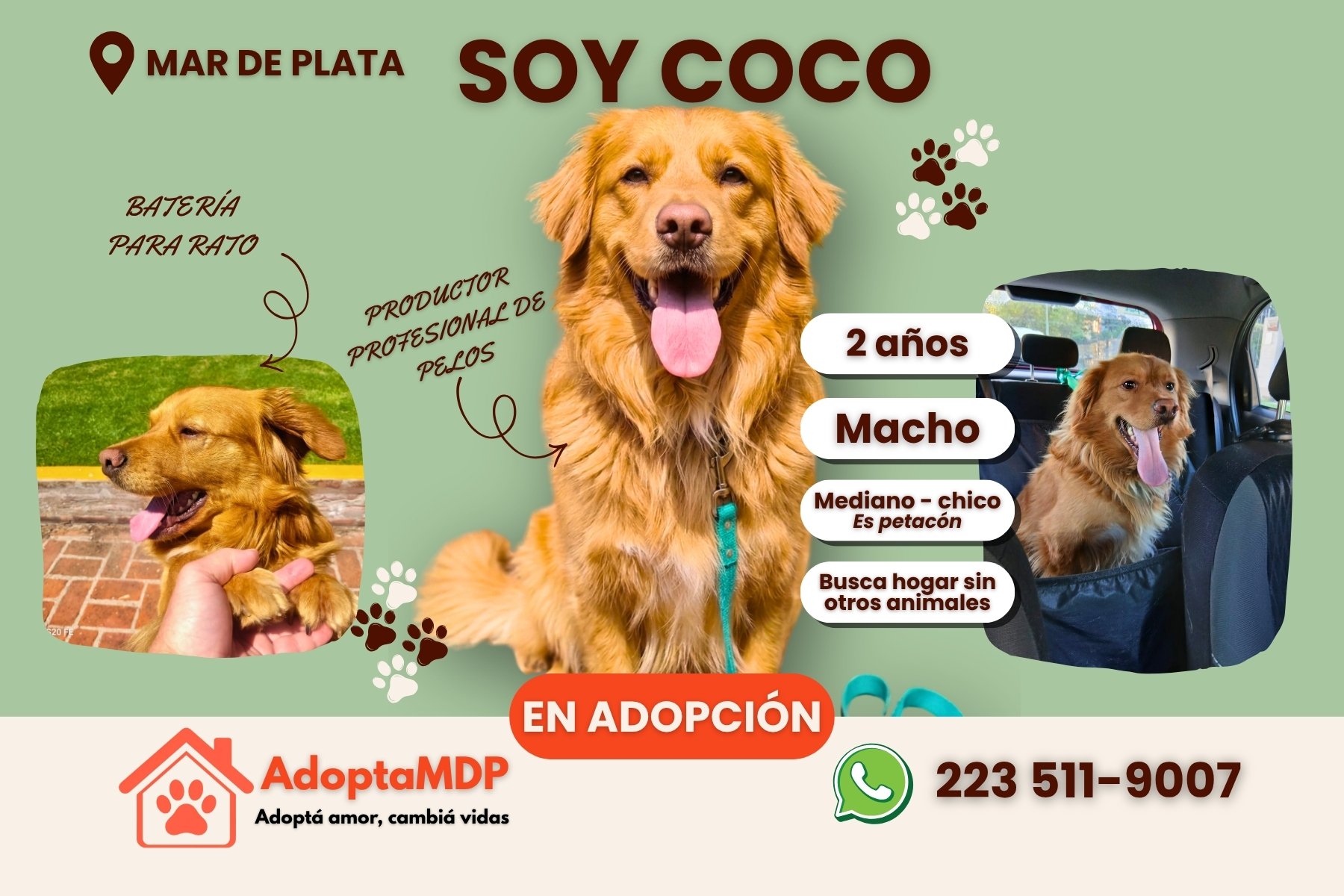 Coco: El «productor de pelos» que venció al miedo y busca un hogar tranquilo