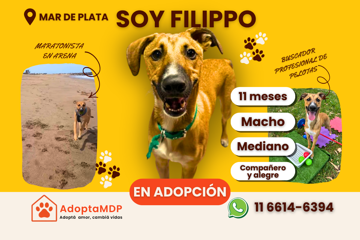 Filippo: El «maratonista de arena» que busca su equipo para toda la vida