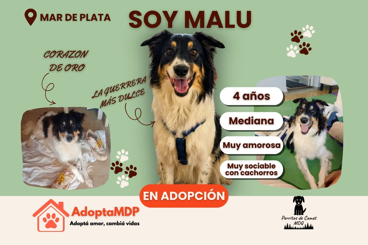 Malu: La «Colapinto» de cuatro patas que superó todo y busca su meta final
