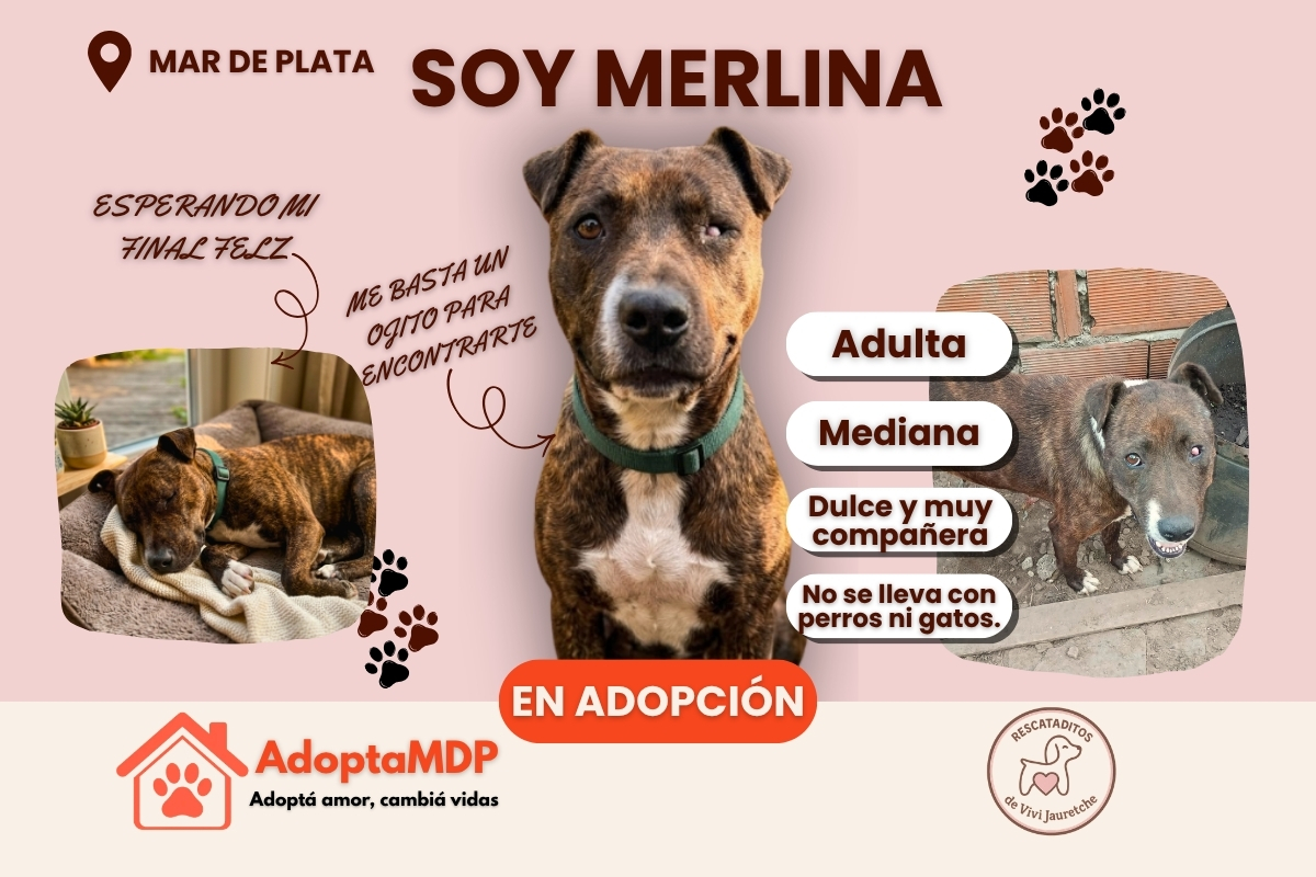 Merlina: La perrita que solo necesita un ojito para encontrar al amor de su vida