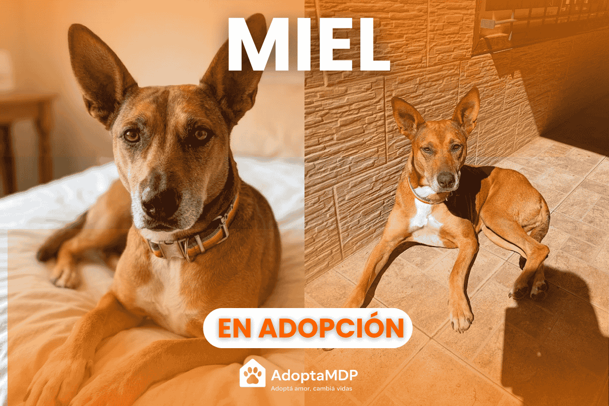 Miel: Dulzura y lealtad en busca de un hogar