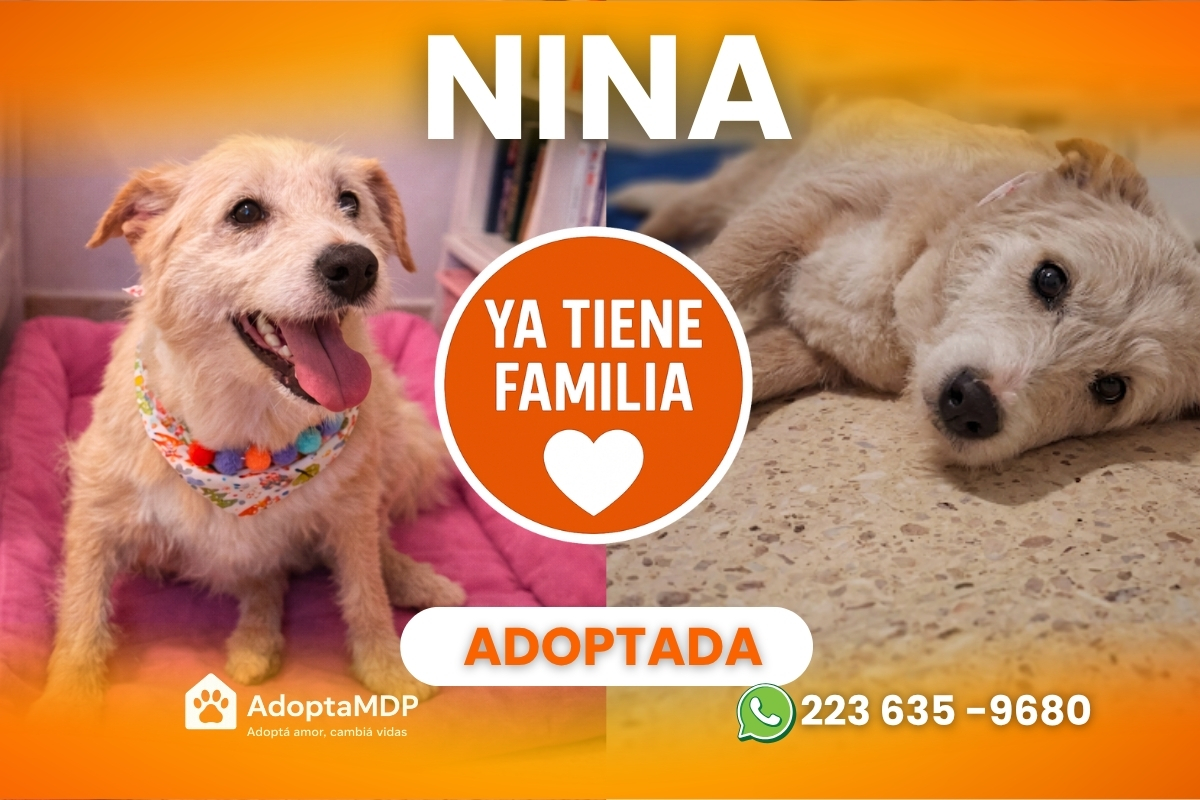 Nina: La compañía perfecta y serena que tu hogar necesita