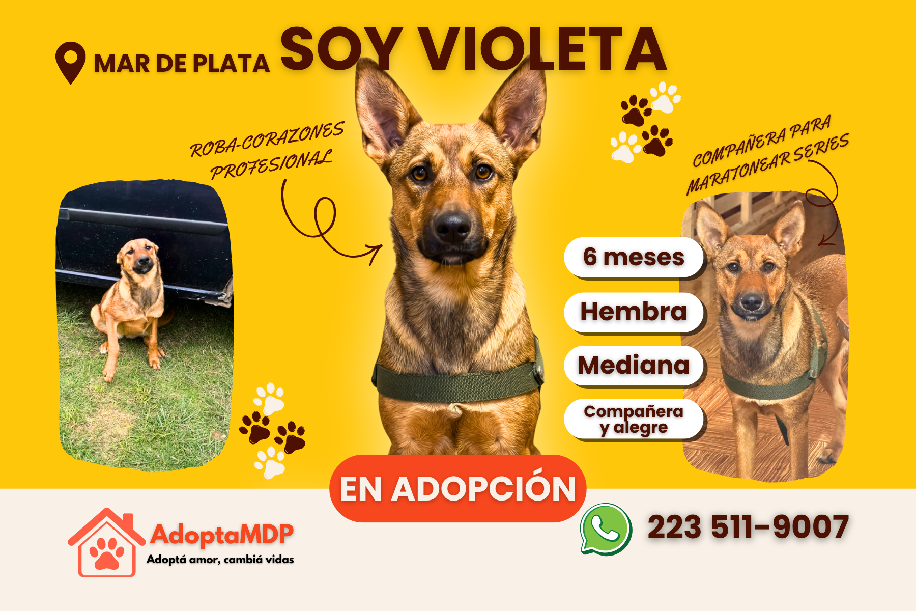 Violeta: La «roba-corazones» de 6 meses que sueña con su primer colchoncito